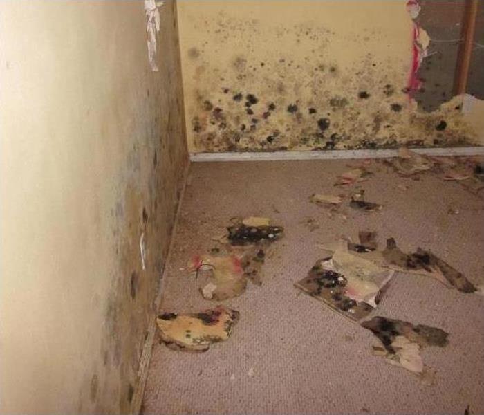 Black and grey mold spots on the walls of a room
