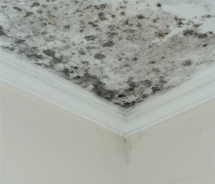 a mold damaged ceiling with mold spores growing on it